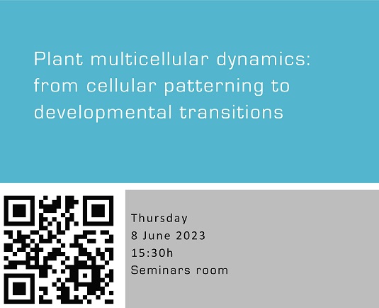 Plant multicellular dynamics: from cellular patterning to developmental transitions